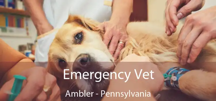 Emergency Vet Ambler - Pennsylvania