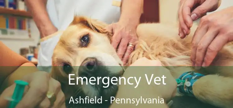 Emergency Vet Ashfield - Pennsylvania