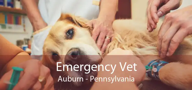 Emergency Vet Auburn - Pennsylvania