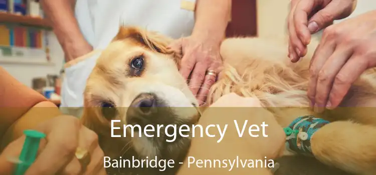 Emergency Vet Bainbridge - Pennsylvania