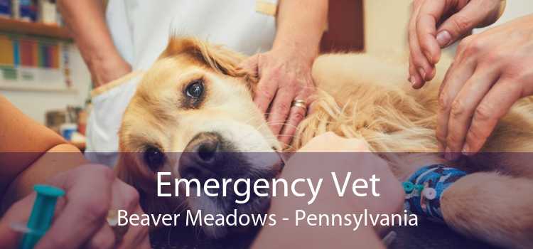 Emergency Vet Beaver Meadows - Pennsylvania