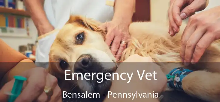 Emergency Vet Bensalem - Pennsylvania