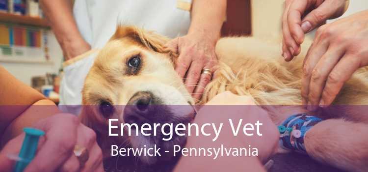 Emergency Vet Berwick - Pennsylvania