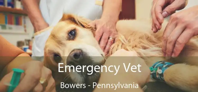 Emergency Vet Bowers - Pennsylvania