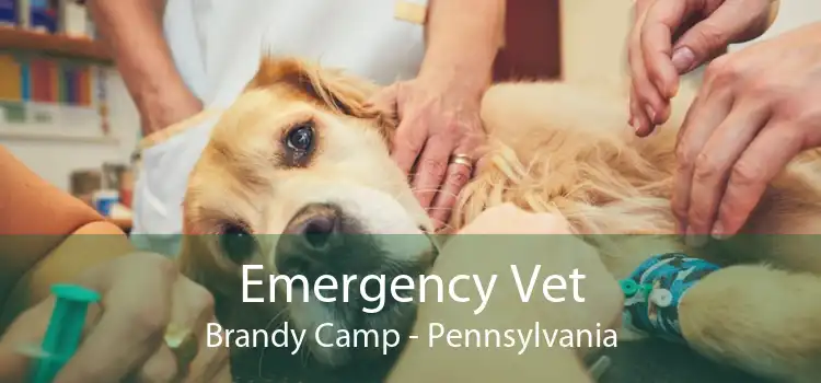 Emergency Vet Brandy Camp - Pennsylvania
