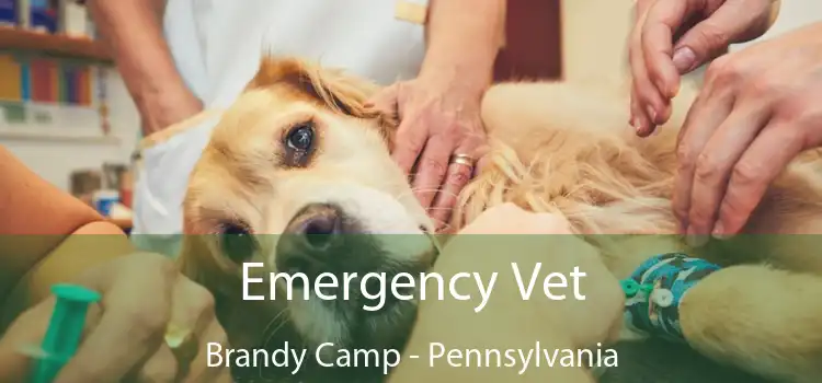 Emergency Vet Brandy Camp - Pennsylvania