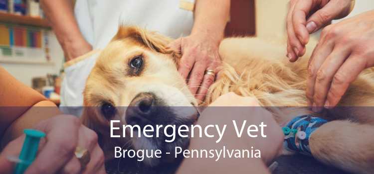 Emergency Vet Brogue - Pennsylvania