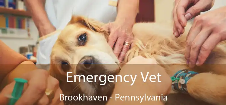 Emergency Vet Brookhaven - Pennsylvania