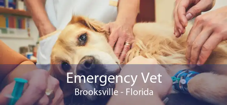 Emergency Vet Brooksville - Florida