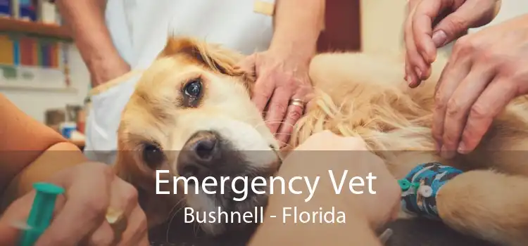 Emergency Vet Bushnell - Florida