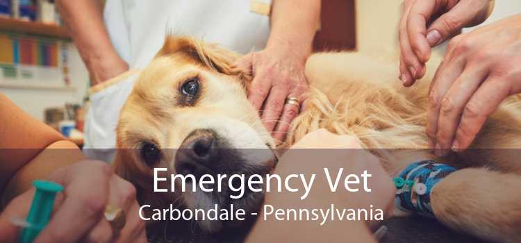 Emergency Vet Carbondale - Pennsylvania