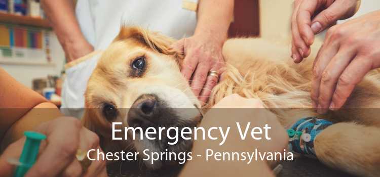Emergency Vet Chester Springs - Pennsylvania