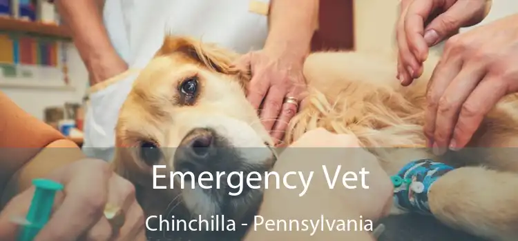 Emergency Vet Chinchilla - Pennsylvania