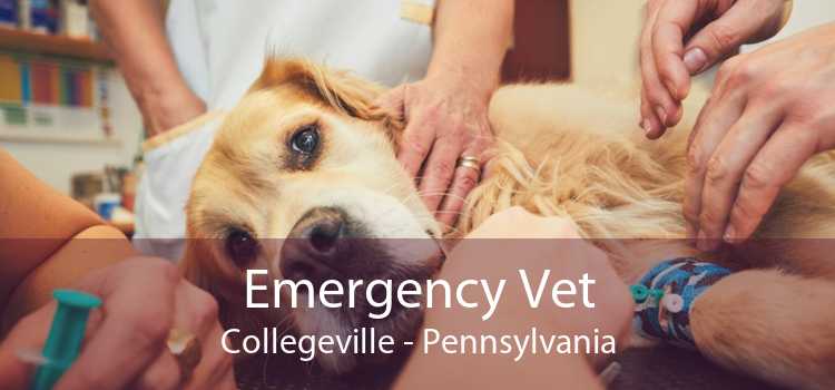 Emergency Vet Collegeville - Pennsylvania
