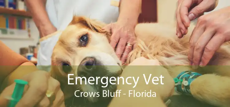 Emergency Vet Crows Bluff - Florida