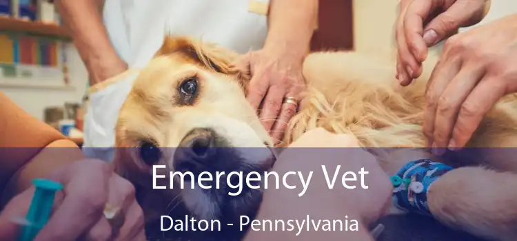 Emergency Vet Dalton - Pennsylvania