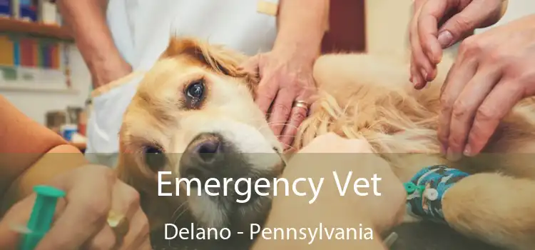 Emergency Vet Delano - Pennsylvania