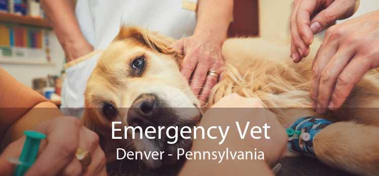 Emergency Vet Denver - Pennsylvania