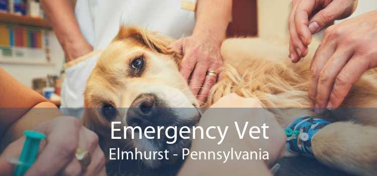 Emergency Vet Elmhurst - Pennsylvania