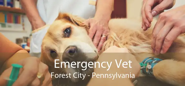 Emergency Vet Forest City - Pennsylvania