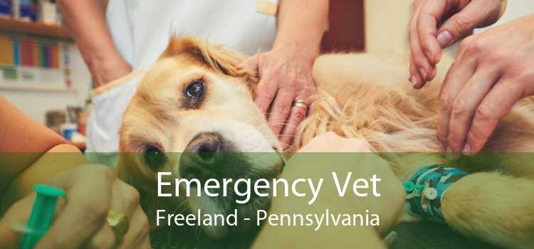 Emergency Vet Freeland - Pennsylvania