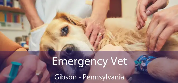 Emergency Vet Gibson - Pennsylvania