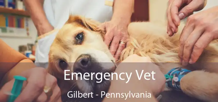 Emergency Vet Gilbert - Pennsylvania