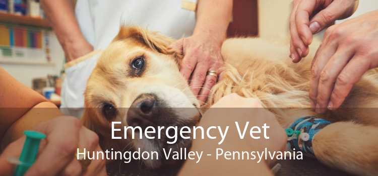Emergency Vet Huntingdon Valley - Pennsylvania