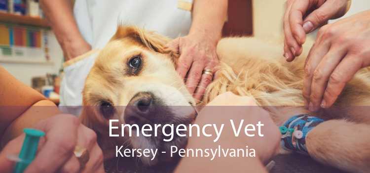 Emergency Vet Kersey - Pennsylvania
