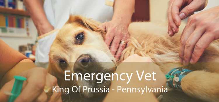 Emergency Vet King Of Prussia - Pennsylvania
