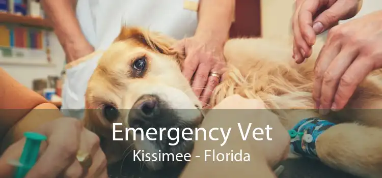 Emergency Vet Kissimee - Florida