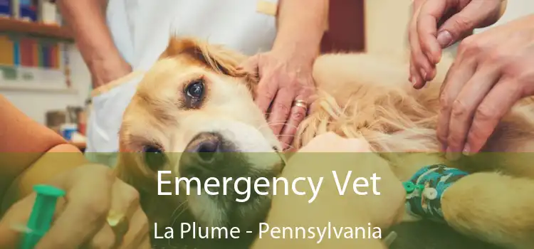 Emergency Vet La Plume - Pennsylvania