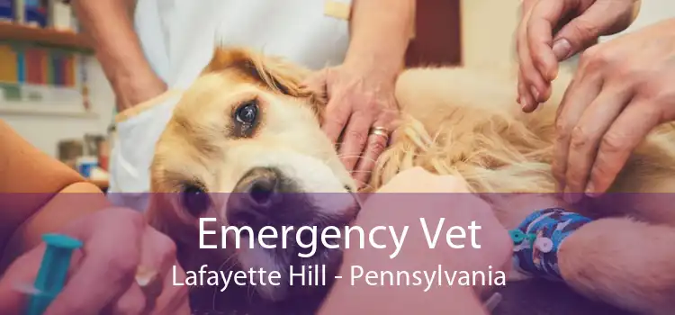 Emergency Vet Lafayette Hill - Pennsylvania