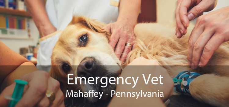 Emergency Vet Mahaffey - Pennsylvania