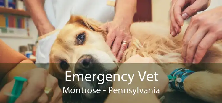 Emergency Vet Montrose - Pennsylvania