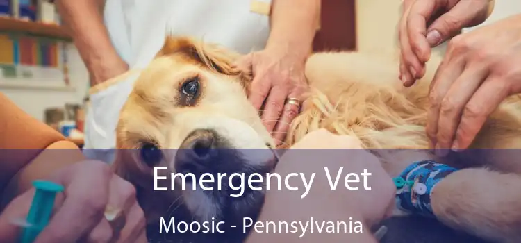 Emergency Vet Moosic - Pennsylvania