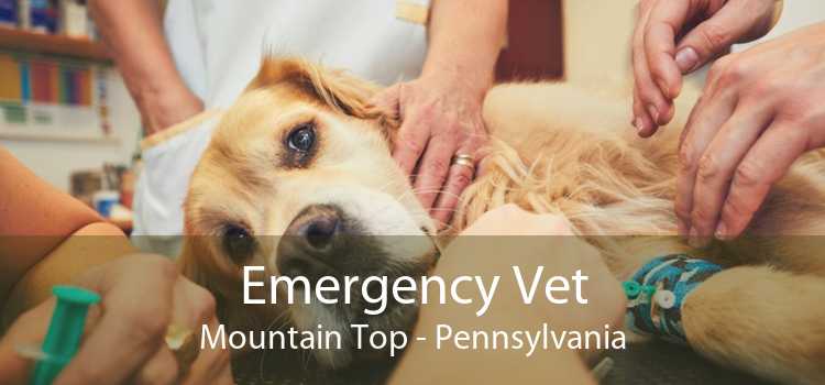 Emergency Vet Mountain Top - Pennsylvania