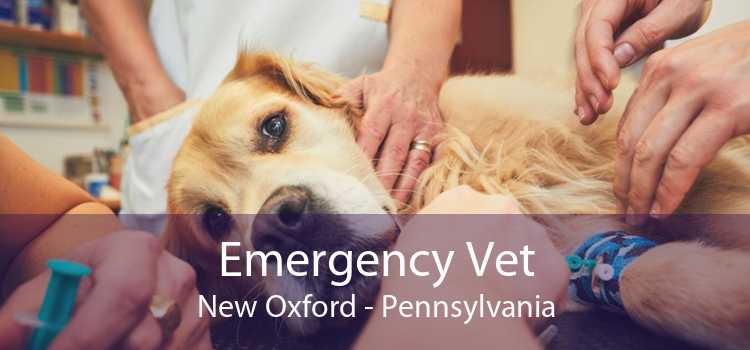 Emergency Vet New Oxford - Pennsylvania