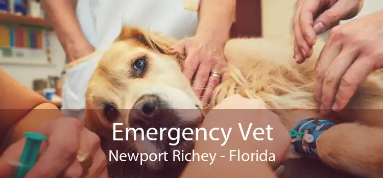 Emergency Vet Newport Richey - Florida