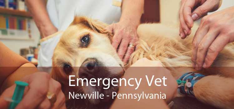 Emergency Vet Newville - Pennsylvania