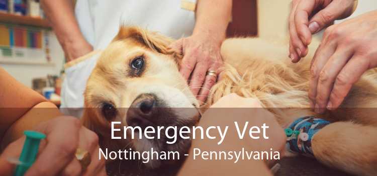 Emergency Vet Nottingham - Pennsylvania