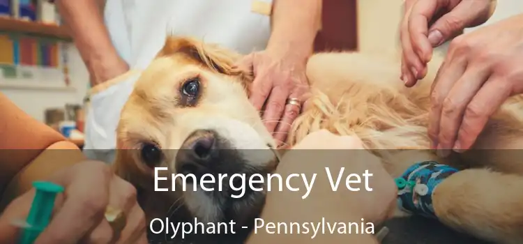 Emergency Vet Olyphant - Pennsylvania