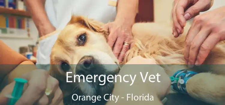 Emergency Vet Orange City - Florida