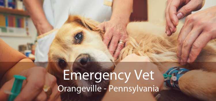 Emergency Vet Orangeville - Pennsylvania