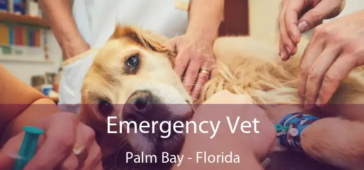 Emergency Vet Palm Bay - Florida