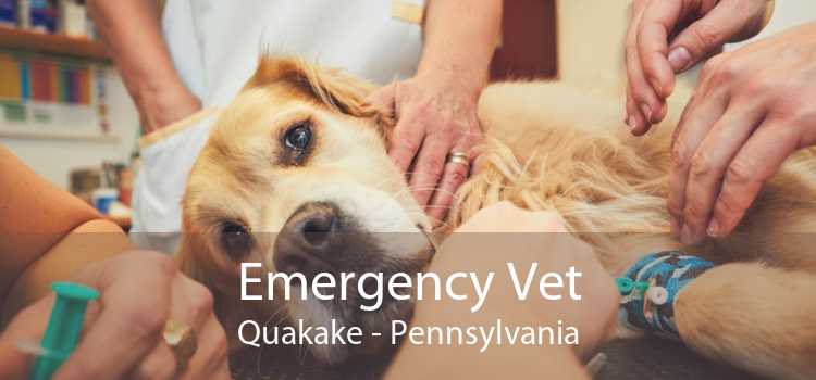 Emergency Vet Quakake - Pennsylvania
