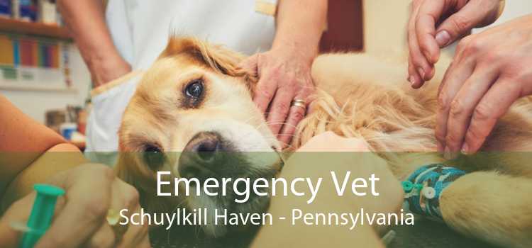 Emergency Vet Schuylkill Haven - Pennsylvania