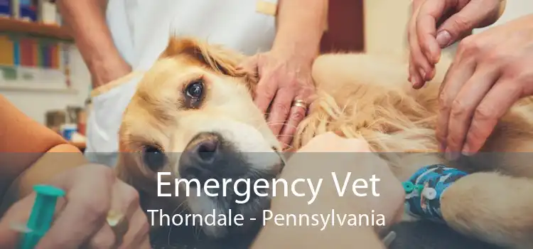 Emergency Vet Thorndale - Pennsylvania