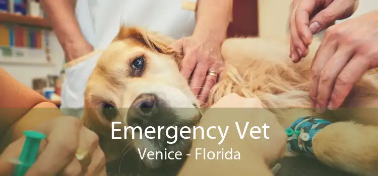 Emergency Vet Venice - Florida