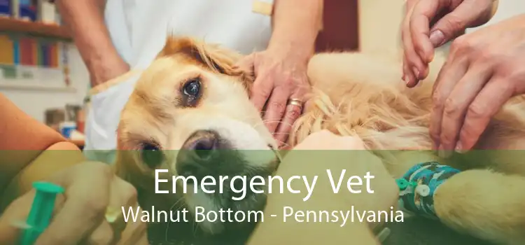Emergency Vet Walnut Bottom - Pennsylvania